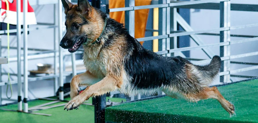 Cane in allenamento motorio - DockDogs
