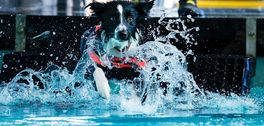 Cane in piscina - DockDogs