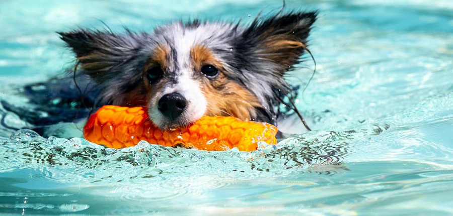 Cane in attività acquatica - DockDogs